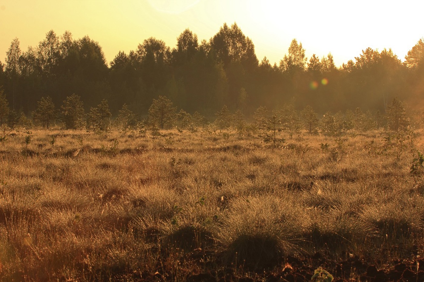 Im degenerierten Pūsčia-Moor in Litauen laufen umfangreiche Renaturierungsmassnahmen. © Ž. Sinkevicius Im degenerierten Pūsčia-Moor in Litauen laufen umfangreiche Renaturierungsmassnahmen. © Ž. Sinkevicius