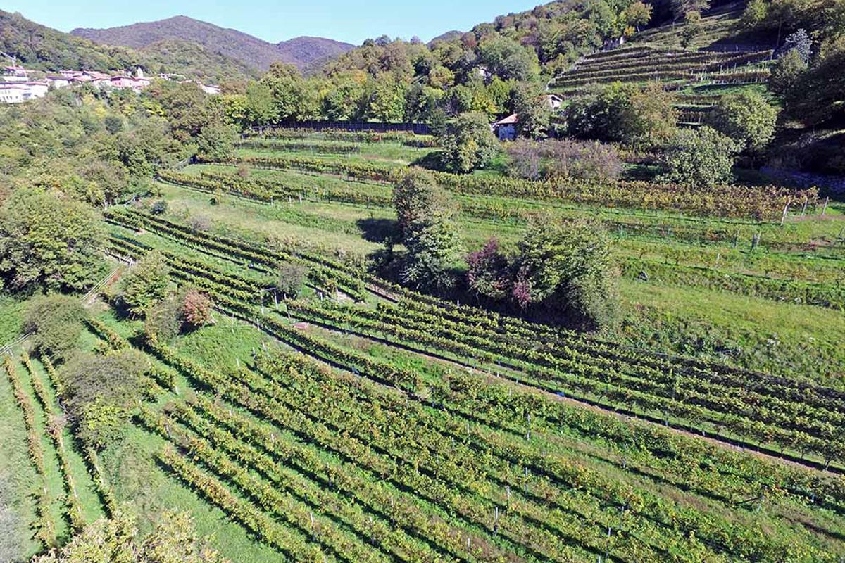 Salorino