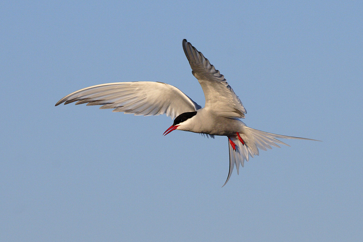 Kuestenseeschwalbe Sconradt