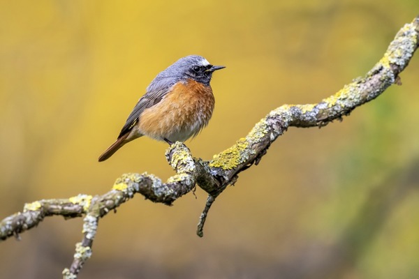 GA Common Redstart Vincentlegrand GA Common Redstart Vincentlegrand