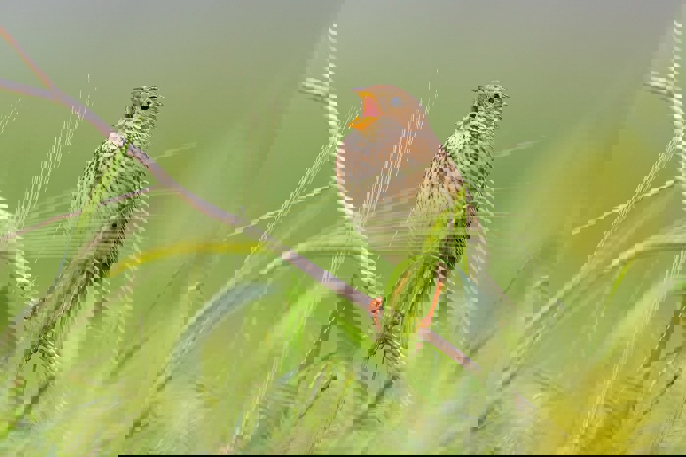 Für den unscheinbaren Kulturlandvogel mit dem klirrenden Gesang sind Massnahmen äusserst dringlich. © Mathias Schäf Für den unscheinbaren Kulturlandvogel mit dem klirrenden Gesang sind Massnahmen äusserst dringlich. © Mathias Schäf
