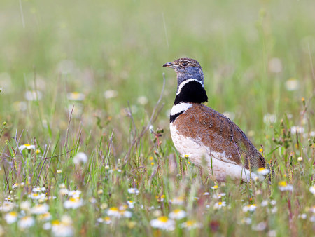 Bedrängter Steppenvogel