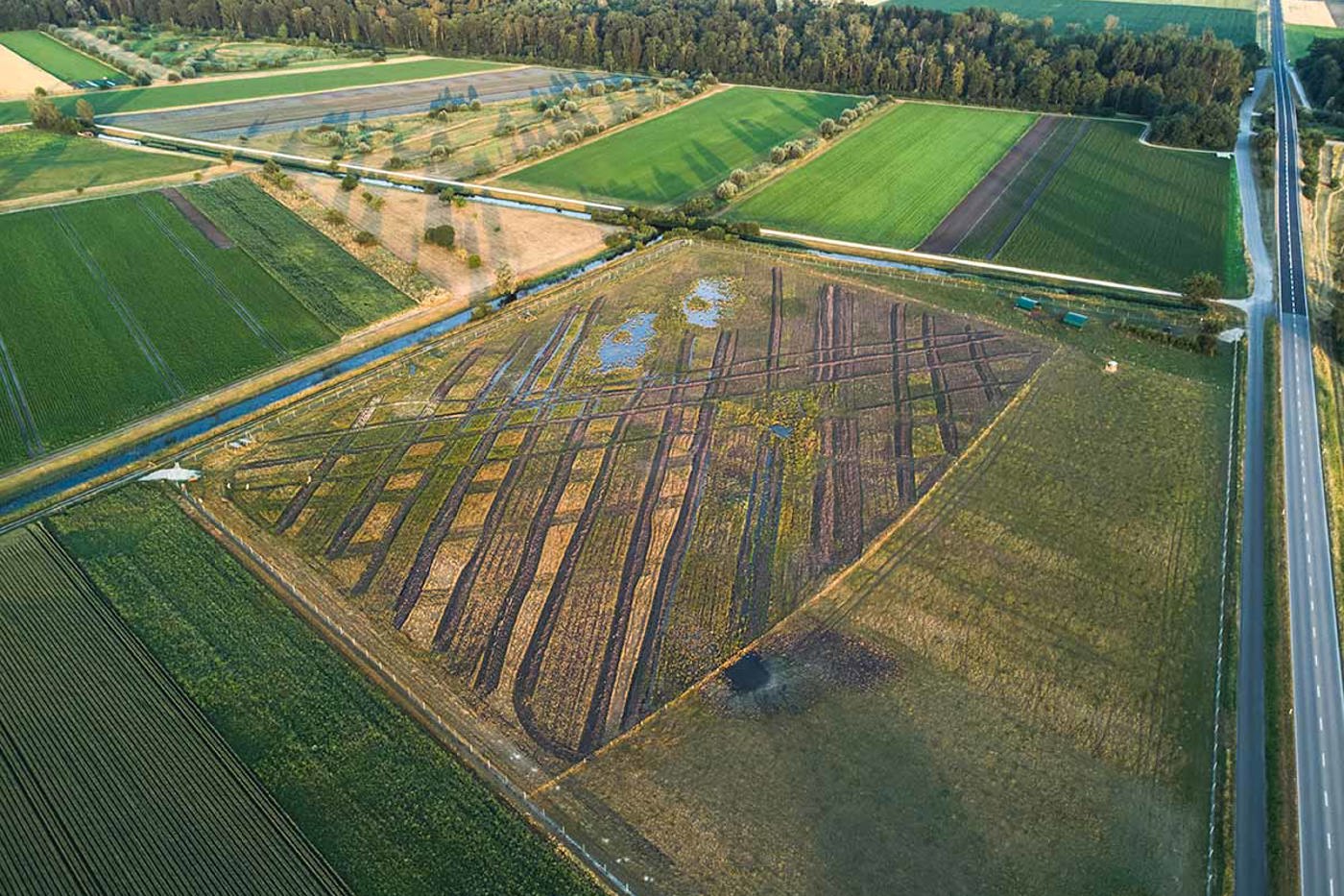 Die Kiebitz-Insel bei Ins zeichnet sich durch ein Mosaik aus nassen Rinnen, offenem Boden und beweideten Flächen aus – das perfekte Habitat für die Watvögel. © Fredrik Maag