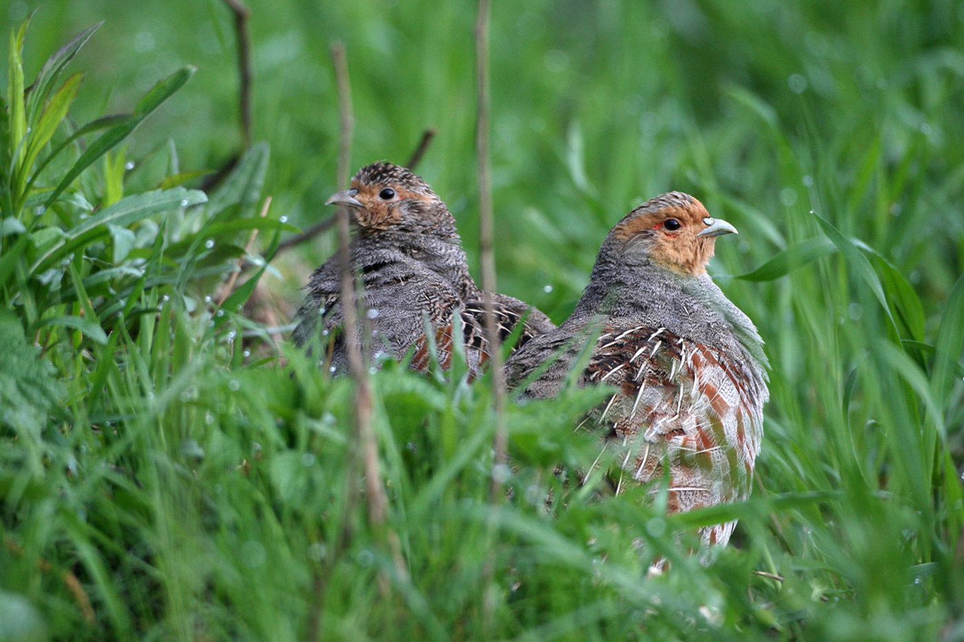 Rebhühner © Dieter Hopf Rebhühner © Dieter Hopf