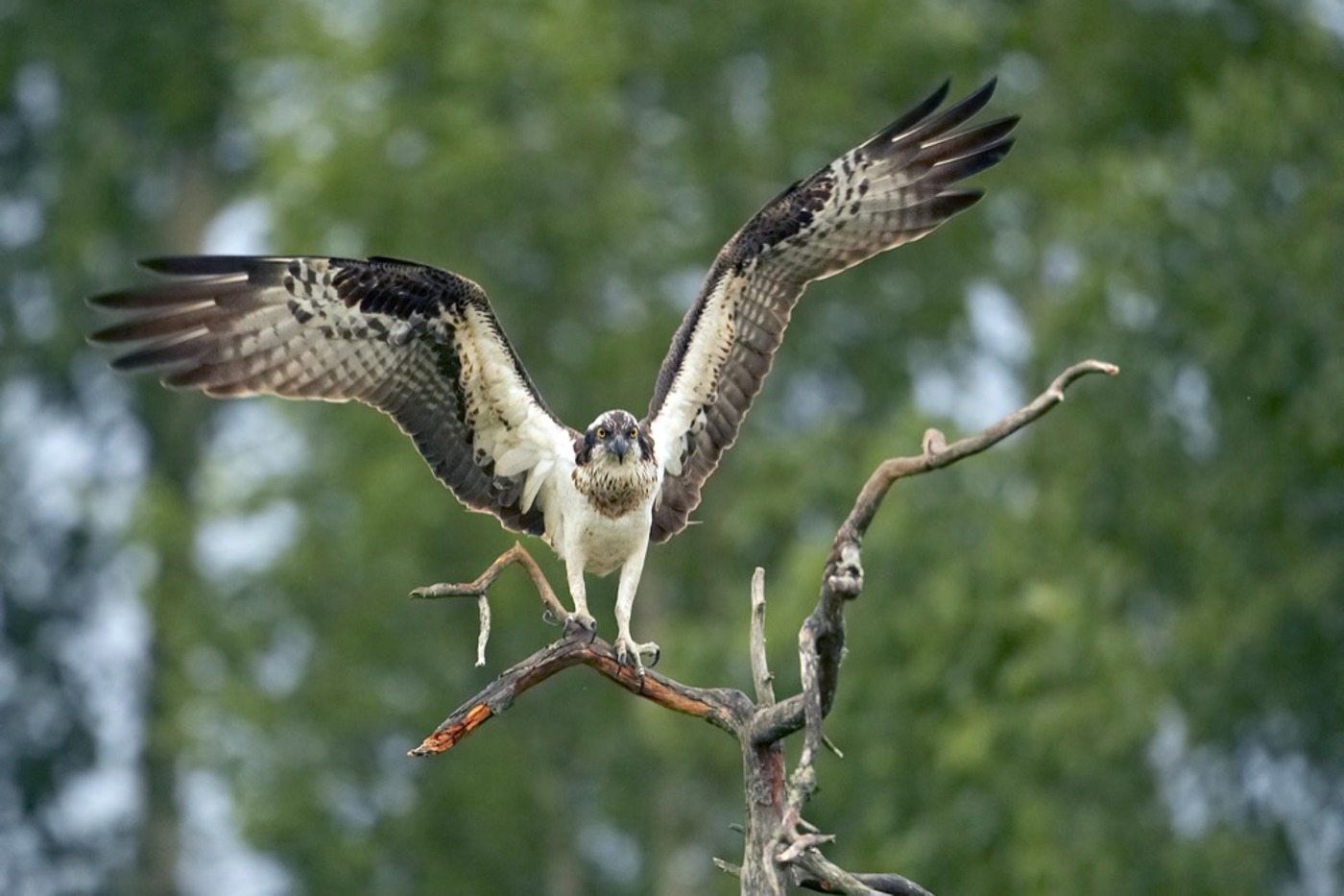 Der Fischadler Hebt Ab Zeitschrift Von BirdLife Schweiz der-fischadler-hebt-ab-zeitschrift-von-birdlife-schweiz