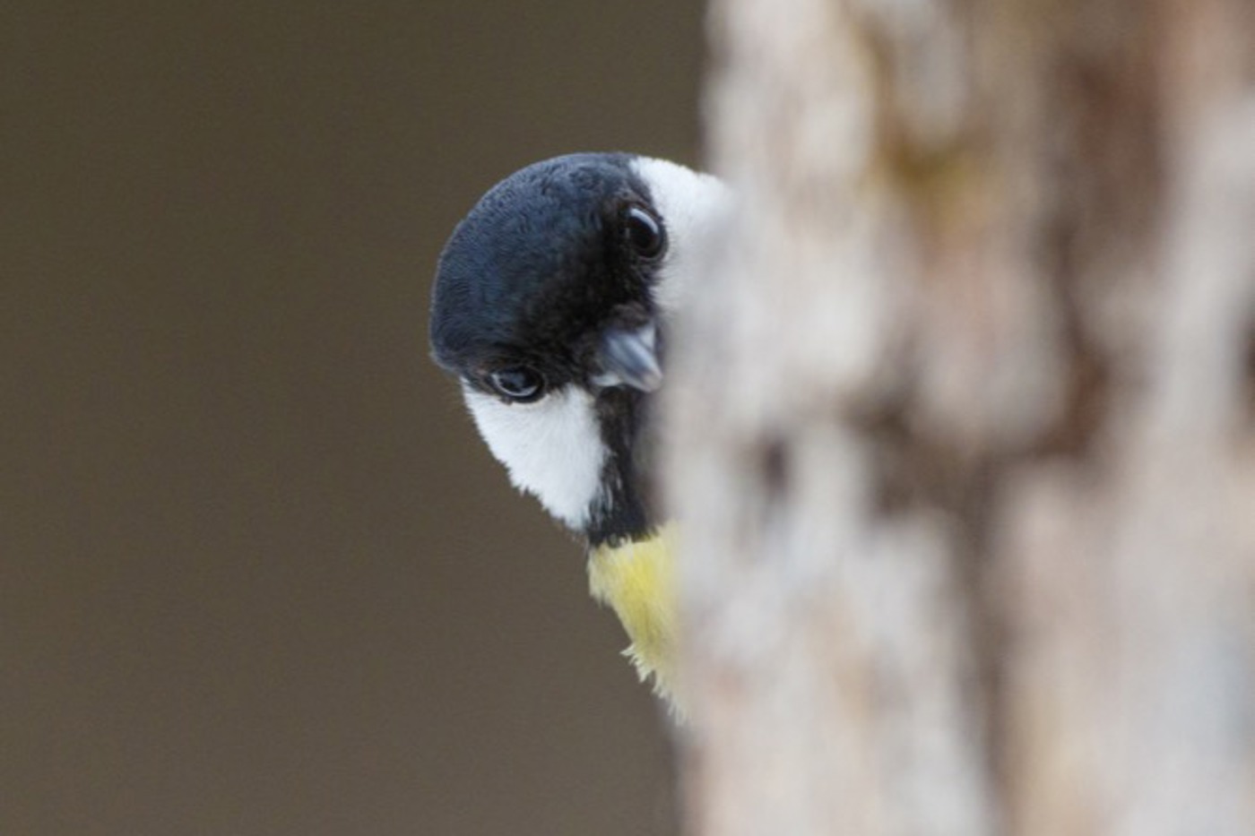 Kleinvögel wie die Kohlmeise warnen sich gegenseitig, wenn sie einen Sperber entdecken. Denn dieser ist auf die Jagd nach Vögeln spezialisiert.  © Hans Glader