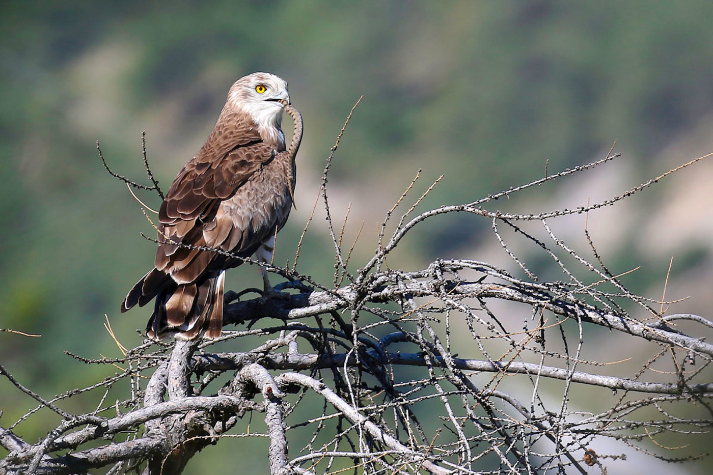 Schlangenadler erbeuten in der Schweiz vor allem Aspisvipern. Im Bild ein adultes Männchen. Diese haben normalerweise einen dunklen Kopf, doch die Färbung der Schlangenadler ist sehr variabel! © Lionel Maumary Schlangenadler erbeuten in der Schweiz vor allem Aspisvipern. Im Bild ein adultes Männchen. Diese haben normalerweise einen dunklen Kopf, doch die Färbung der Schlangenadler ist sehr variabel! © Lionel Maumary