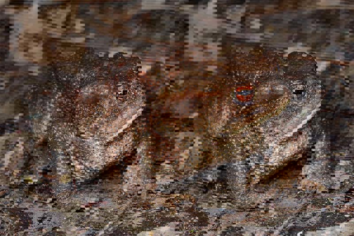Amph Erdkroete