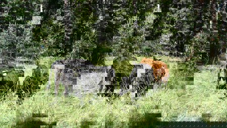 Mehr Orchideen dank Rindern