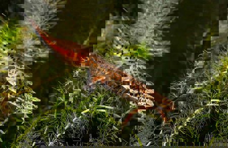 Hauptsache feucht