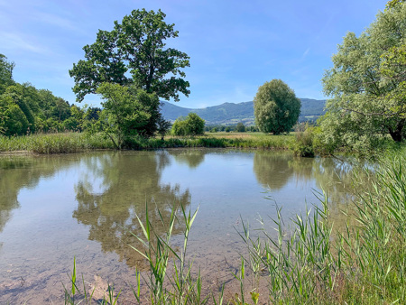 Ein Feuchtgebiet im Wandel
