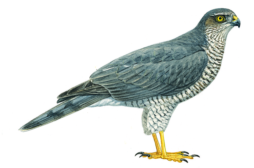 Habicht und Sperber | Zeitschrift von BirdLife Schweiz