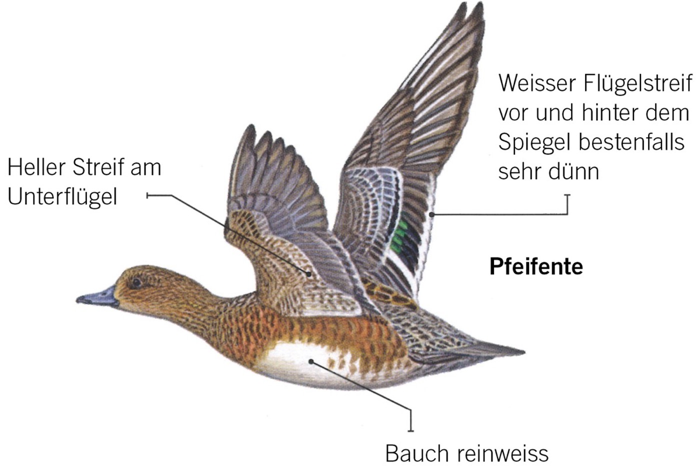Merkmale der Pfeifente. © François Desbordes Merkmale der Pfeifente. © François Desbordes