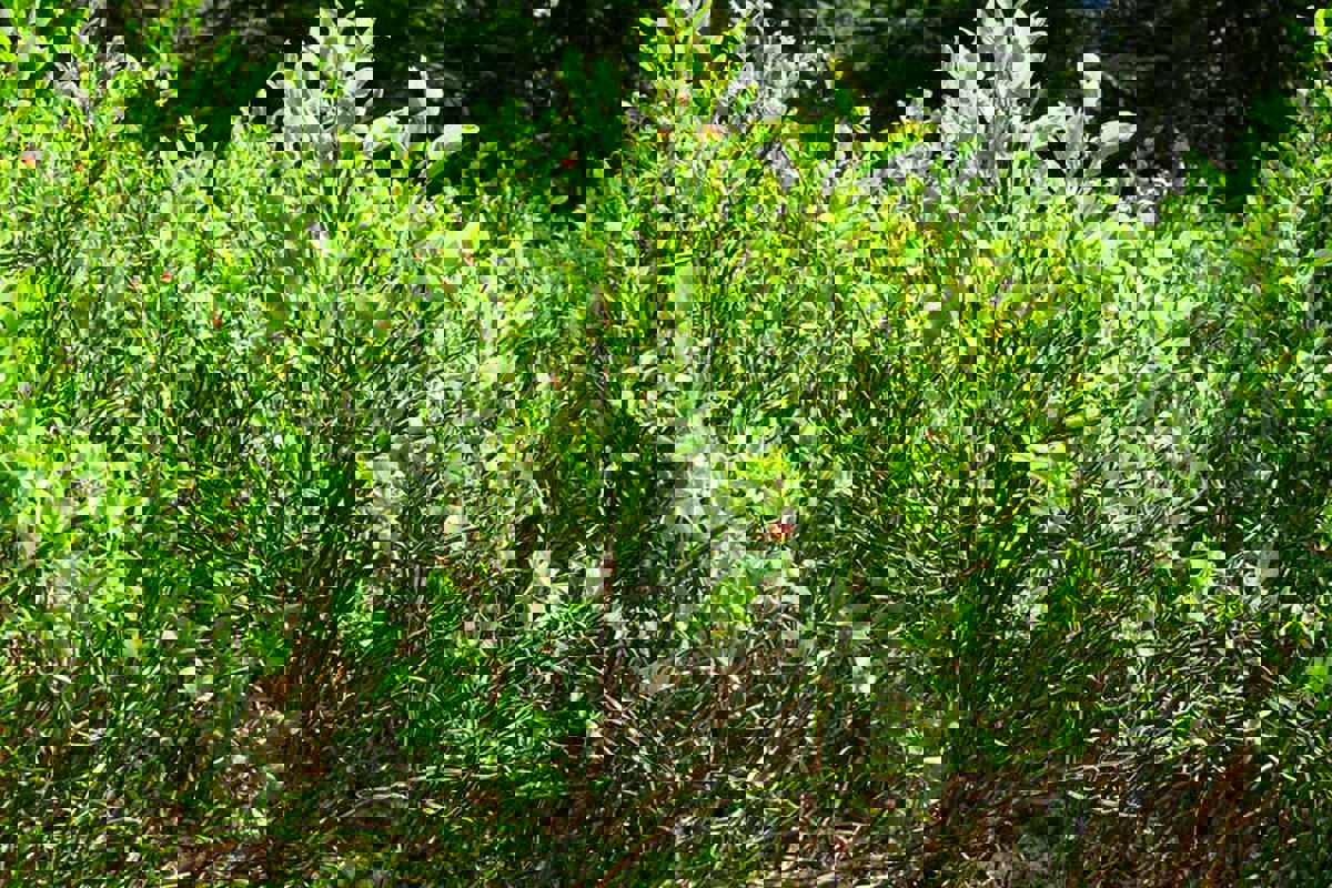 Auerhuhn Heidelbeerehoch Rolandgraf P1120726