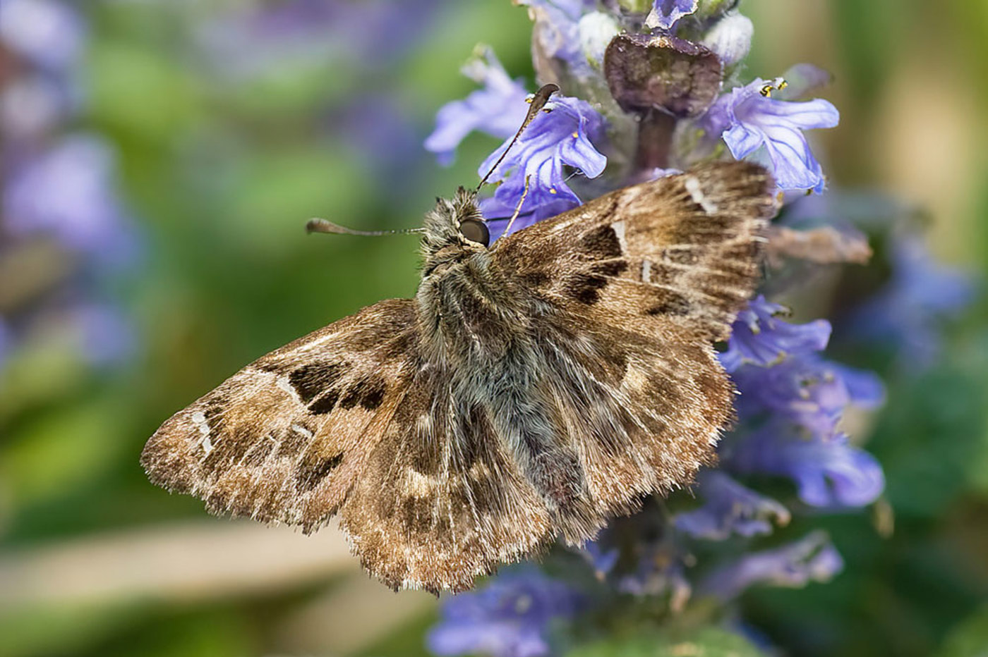 OB Alceae 2655 Kopie