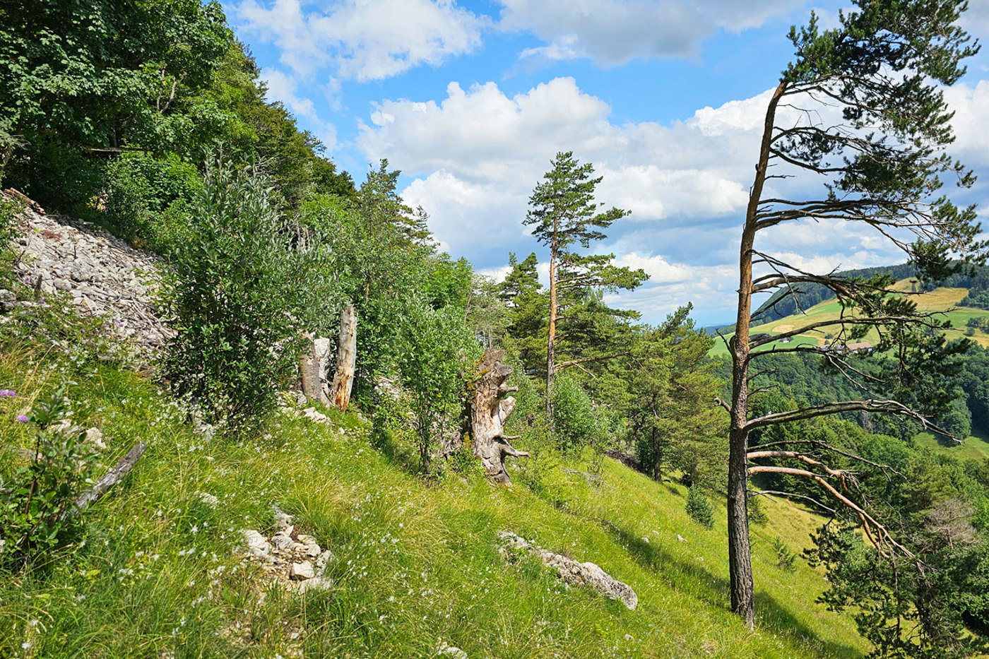 Gestufte Waldränder sind ein idealer Lebensraum für Bergkronwicken-Widderchen, aber auch weitere Zielarten wie die Heidelerche. © Lukas Merkelbach Gestufte Waldränder sind ein idealer Lebensraum für Bergkronwicken-Widderchen, aber auch weitere Zielarten wie die Heidelerche. © Lukas Merkelbach