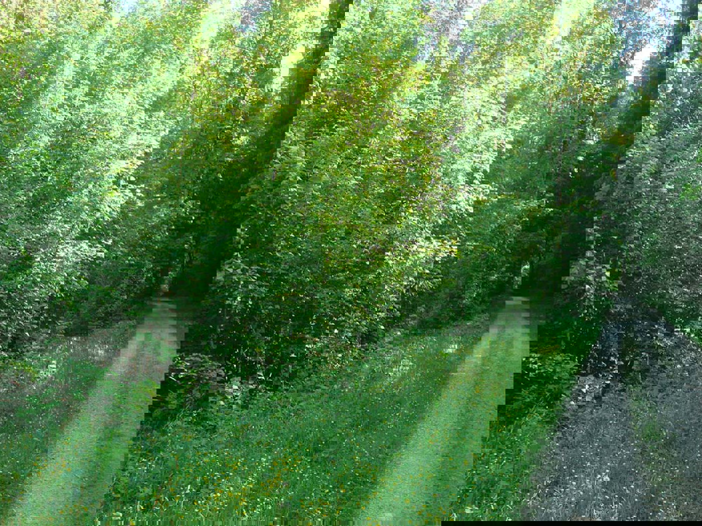 Wald Waldrand DSC03878