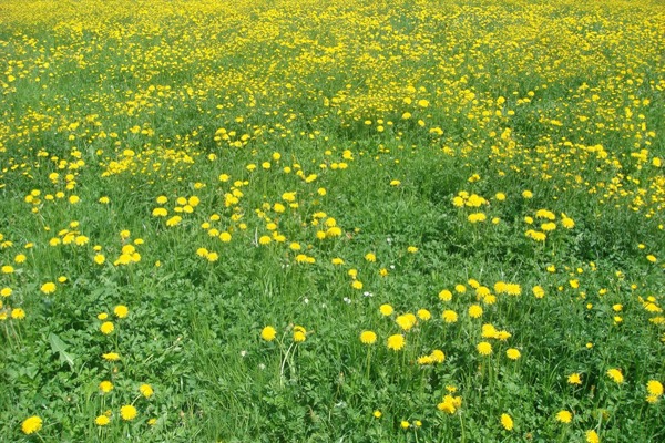 SS DSC03344 CG SS DSC03344 CG