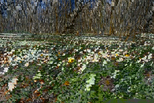 Buschwindroeschen Hschulz