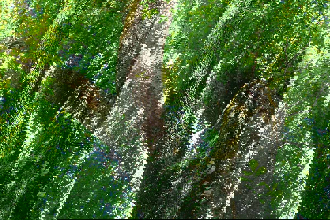 Diese alte Eiche mit Höhle und besonnter Krone mit Totholz ist Lebensraum für viele Arten des Waldes. © SVS