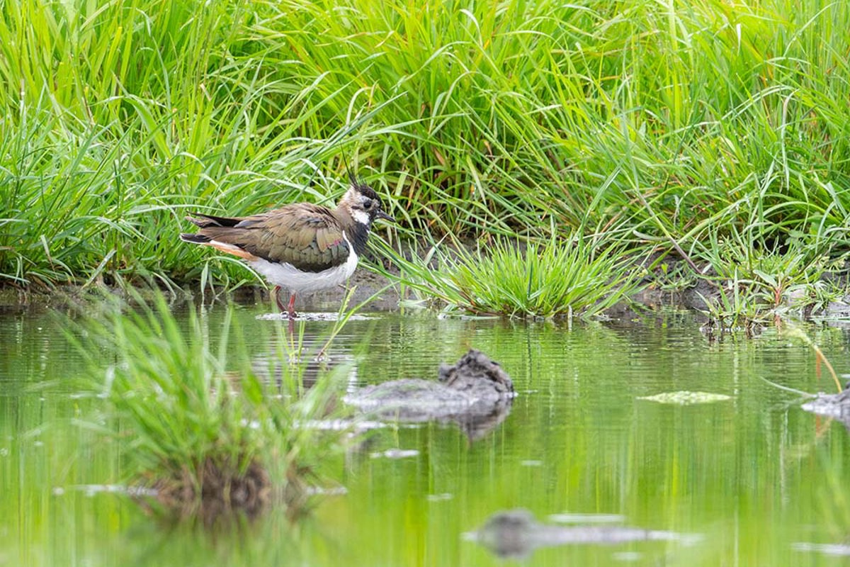 Lapwing Water 8037