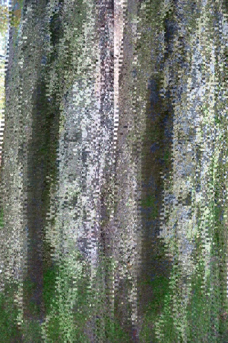 Wald Saftbaum DSC08268