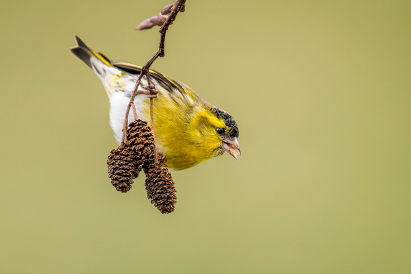 Er 487 Erlenzeisig Eurasian Siskin Spinus Spinus Tarin Des Aulnes Nicolasstettler 8