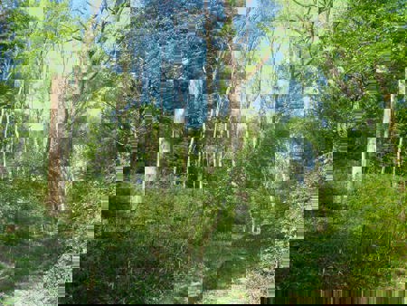 Naturnaher Waldbau für die Biodiversität