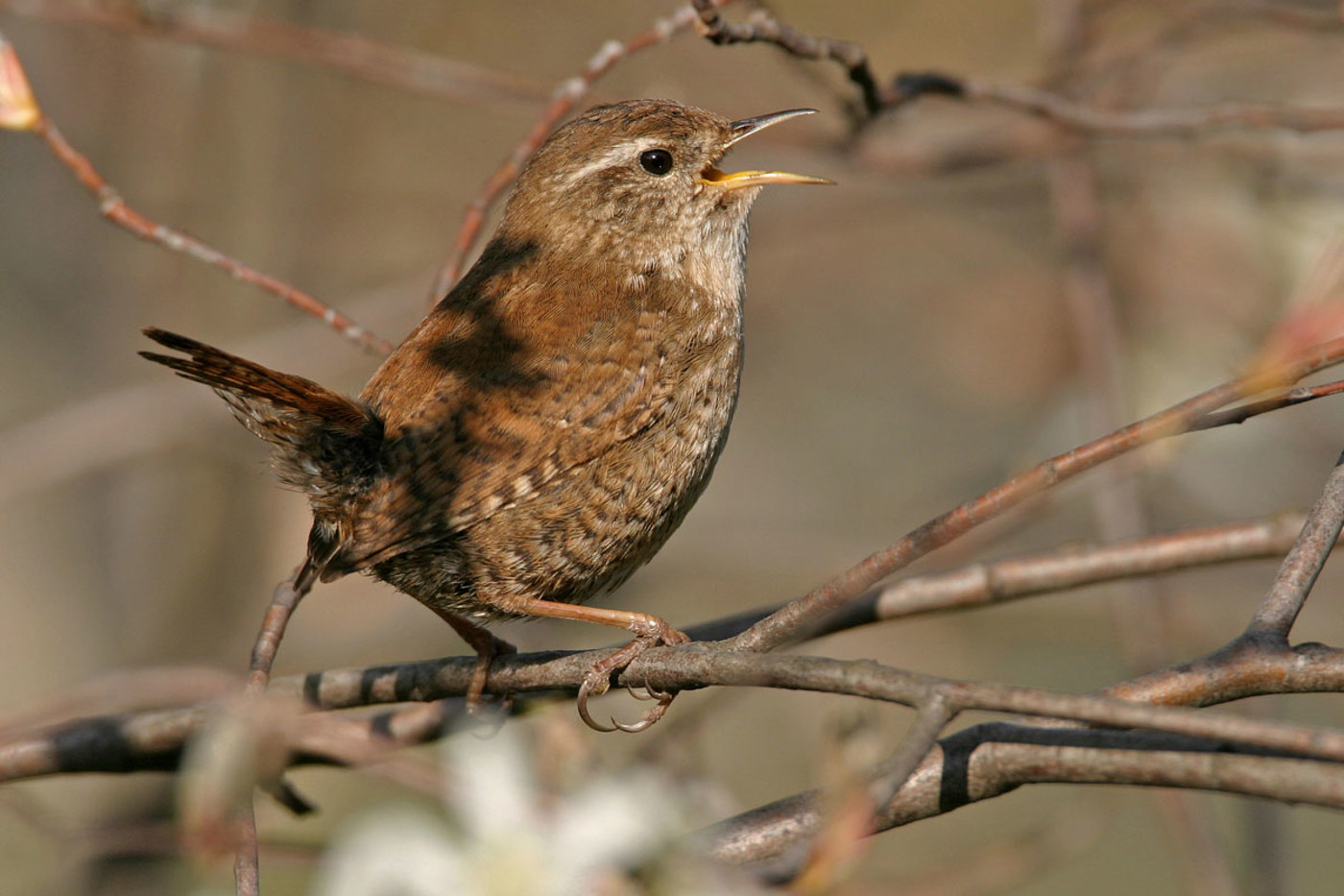 Kleiner Wicht mit grosser Stimme: Der Gesang des Zaunkönigs ist bis zu 500 Meter weit hörbar. © Mathias Schäf Kleiner Wicht mit grosser Stimme: Der Gesang des Zaunkönigs ist bis zu 500 Meter weit hörbar. © Mathias Schäf