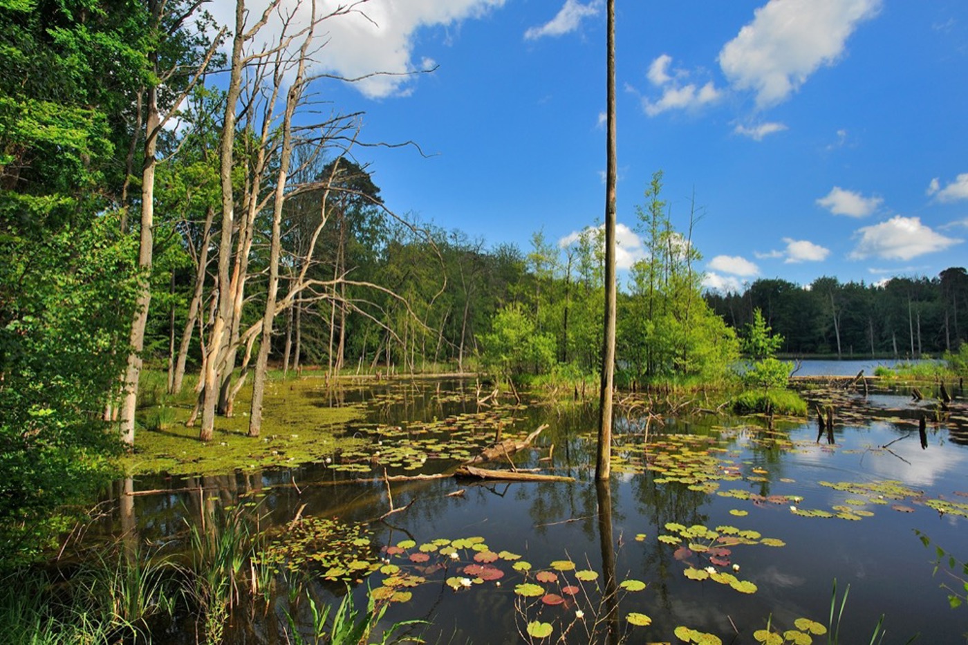 Im Nationalpark liegen 107 Seen mit je einer Grösse von mehr als einer Hektare. Im Bild der Schweingartensee bei Serrahn. © Roman Vitt Im Nationalpark liegen 107 Seen mit je einer Grösse von mehr als einer Hektare. Im Bild der Schweingartensee bei Serrahn. © Roman Vitt