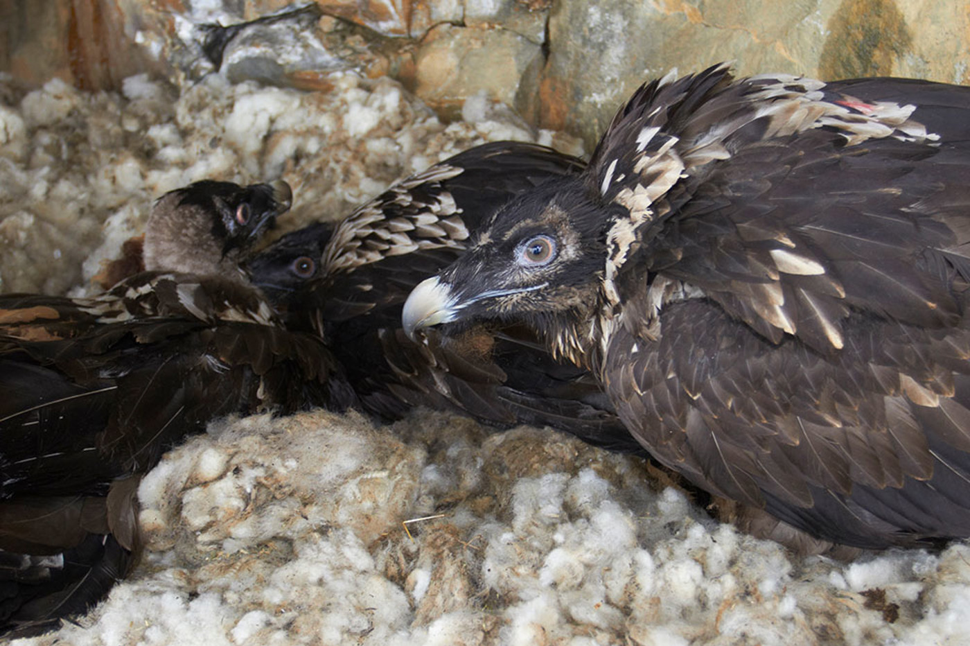 Bartgeier Drei Junge Staehli Bartgeier Drei Junge Staehli