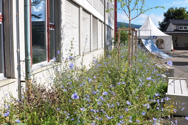 S Bluehstreifen Pz S Bluehstreifen Pz