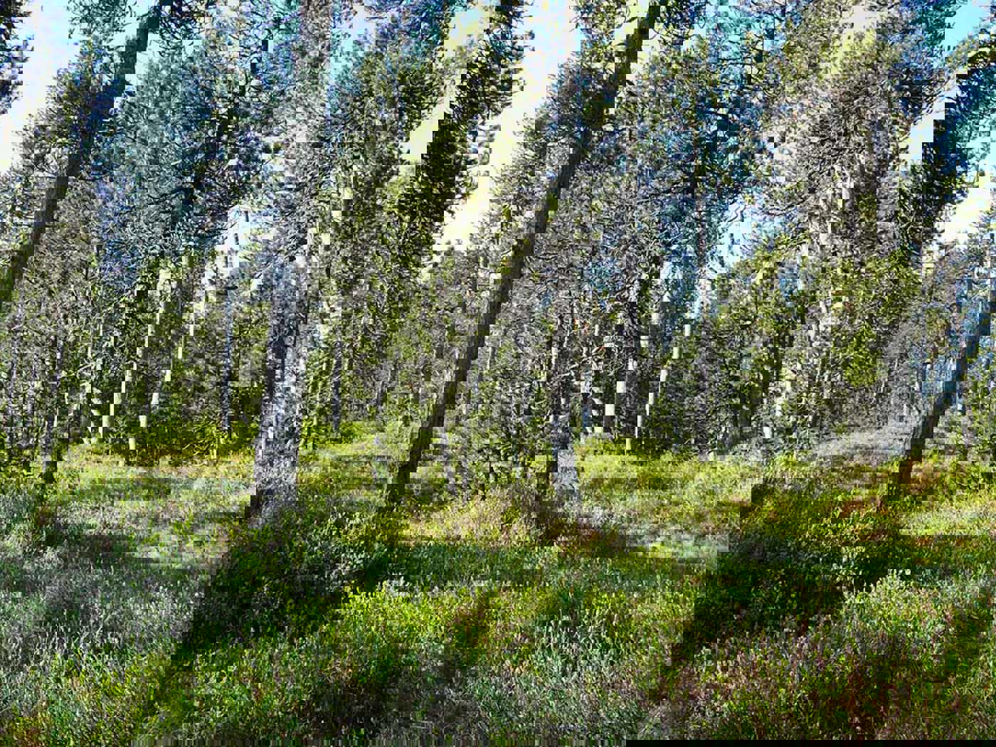 Auerhuhn Lichterbergfoehrenwald Rolandgraf P1120803