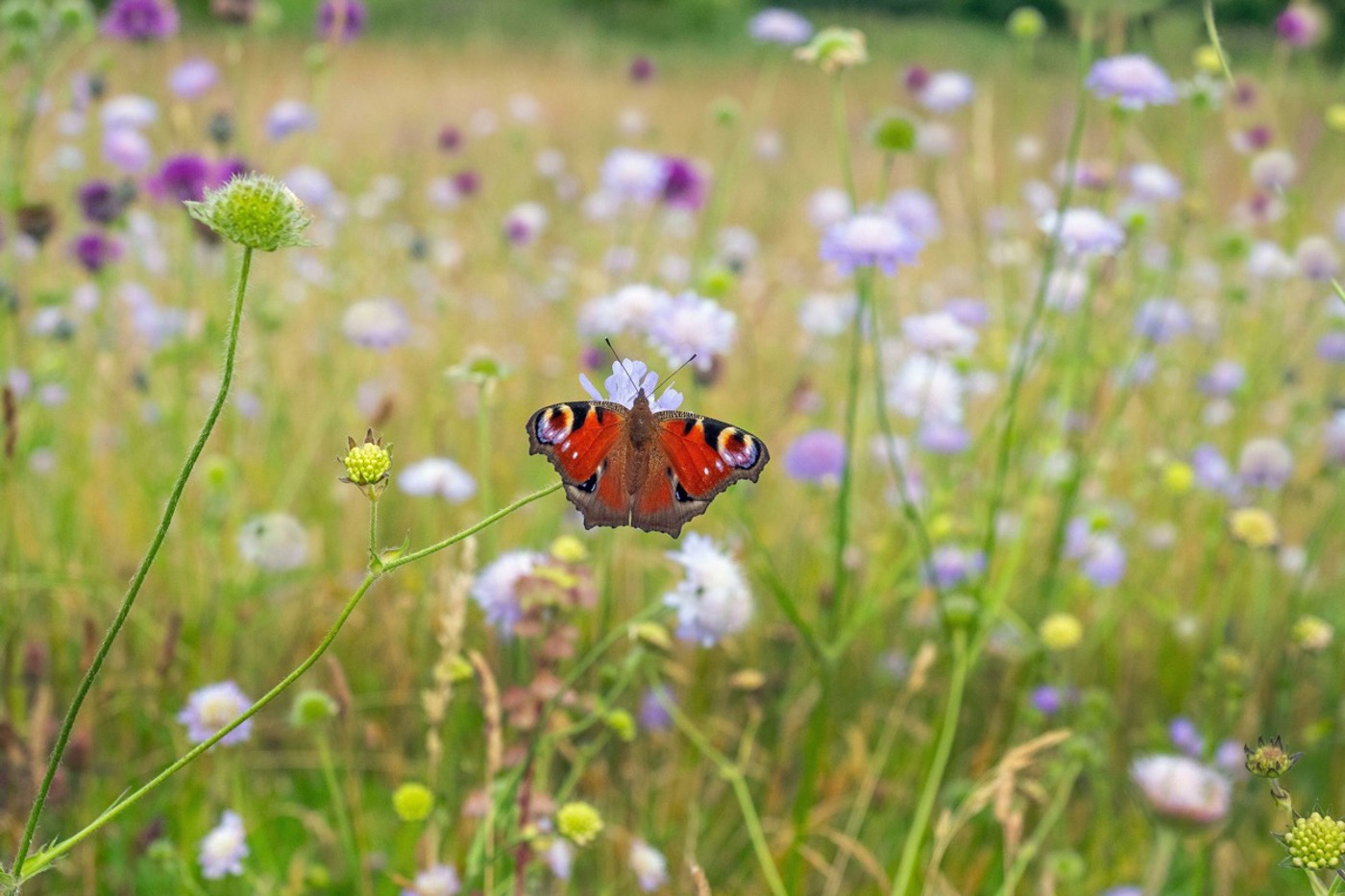 Damit die Biodiversität nicht weiter schwindet, müssen wir nun handeln.  © Ernie Janes/mauritius images Damit die Biodiversität nicht weiter schwindet, müssen wir nun handeln.  © Ernie Janes/mauritius images