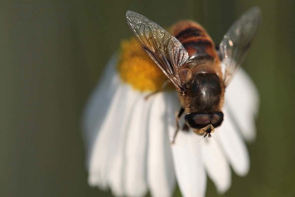 Mistbiene Elke Cent Mauritius Images 11669198 Mistbiene Elke Cent Mauritius Images 11669198
