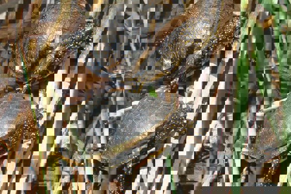 SSK Cistude Chglauser (1) SSK Cistude Chglauser (1)