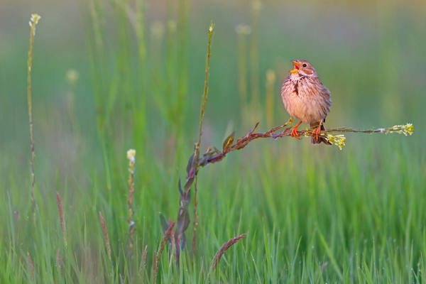 Grauammer 5D4 074631 (1) Grauammer 5D4 074631 (1)