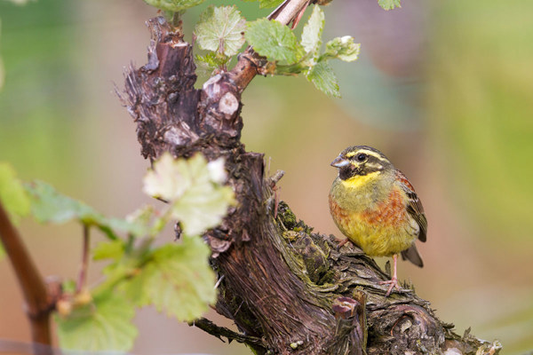 Zaunammer Cirl Bunting Emberiza Cirlus RM 130518 MG 0371 B