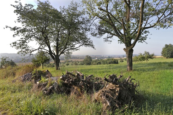 KL Obstgarten Kleinstruktur KL Obstgarten Kleinstruktur