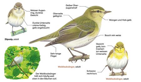 Wald- und Berglaubsänger