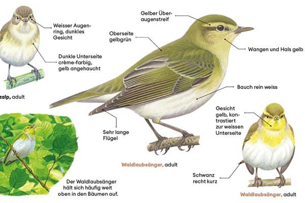 Laubsaenger Laubsaenger