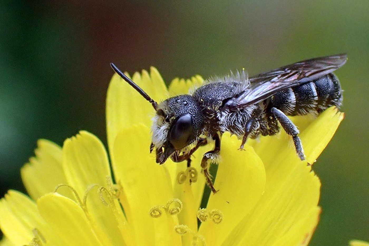 Uralte Symbiose: Viele Pflanzen sind auf bestäubende Insekten fundamental angewiesen. © Anne Marie van Dam Uralte Symbiose: Viele Pflanzen sind auf bestäubende Insekten fundamental angewiesen. © Anne Marie van Dam