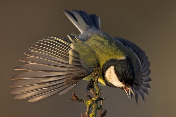 GE Kohlmeise 20D 39523 GE Kohlmeise 20D 39523