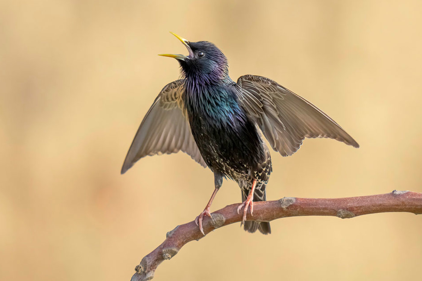Kann Vögel und andere Tiere, aber auch technische Geräusche nachahmen: der Star. © Marcel Burkhardt Kann Vögel und andere Tiere, aber auch technische Geräusche nachahmen: der Star. © Marcel Burkhardt
