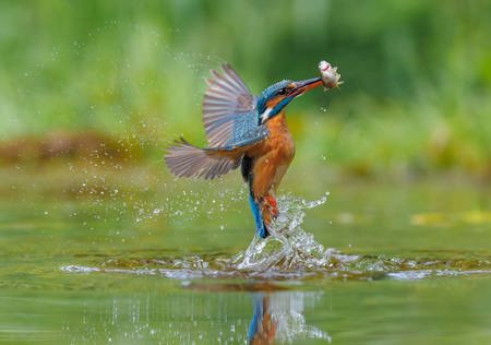 Schillerndes Symbol für intakte Gewässer