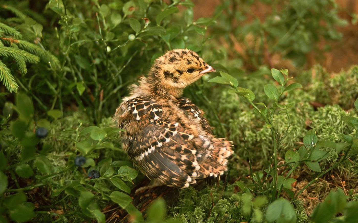 Auerhuhnkueken Siegfriedklaus 2009