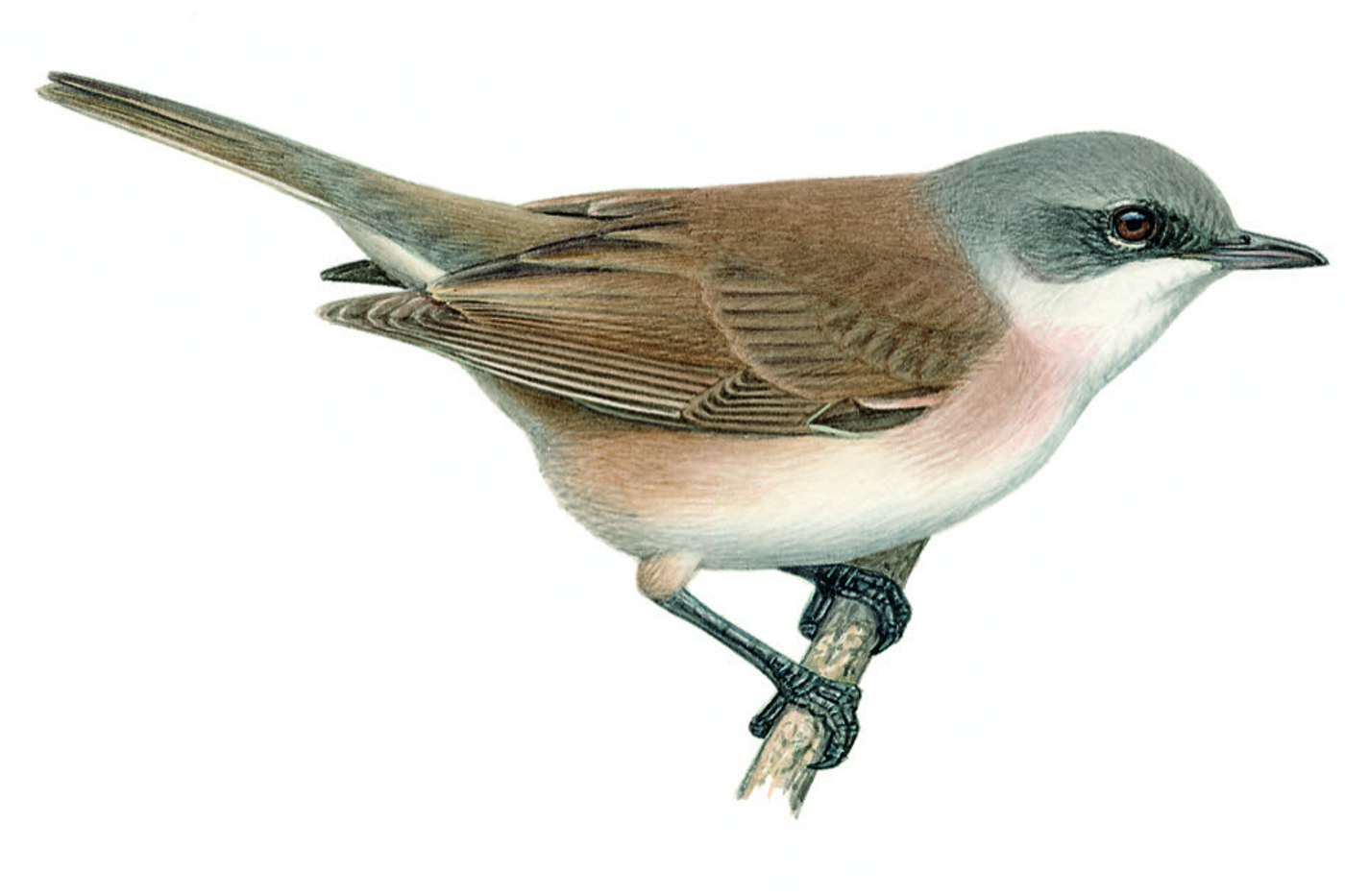 Klappergrasmücke. © François Desbordes (alle Zeichnungen) Klappergrasmücke. © François Desbordes (alle Zeichnungen)