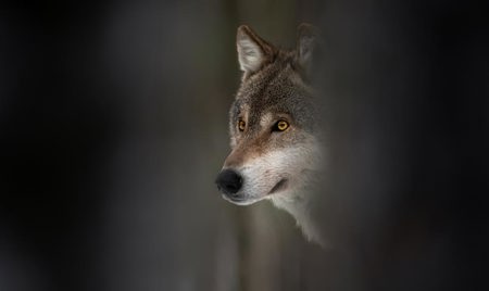 Lebensrecht, wo Lebensraum