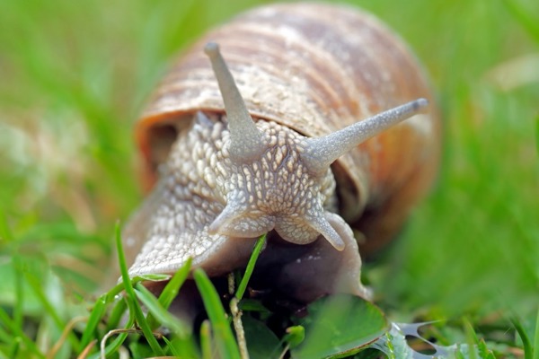 Snail 1502214 Snail 1502214
