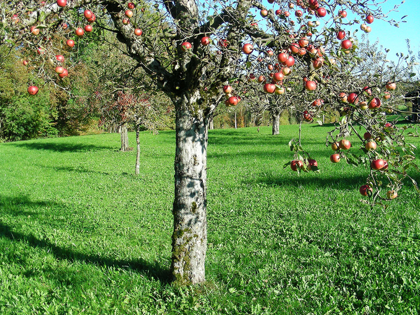 Interview Obstgarten 2013 Hwildermuth